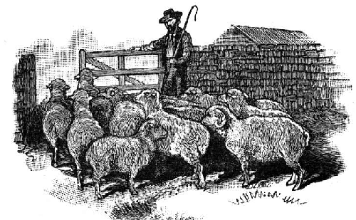 Illustration Shepard herding flock of sheep.