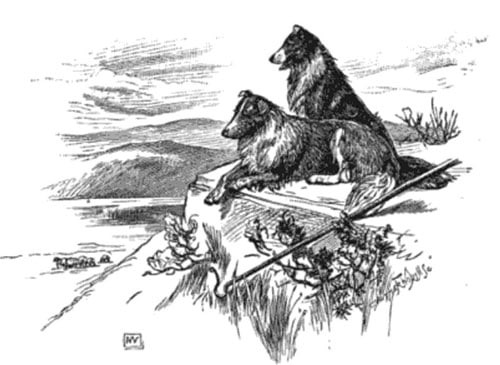 Illustration sheepdogs looking over valley. 