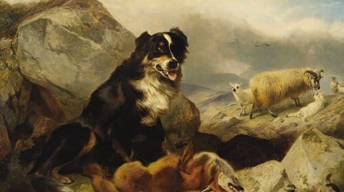 A sheepdog herding sheep on a mountain.