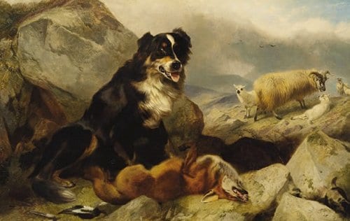 A sheepdog herding sheep on a mountain.