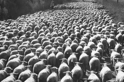 A black and white photo of a herd of sheep with a hardwired sheepdog.