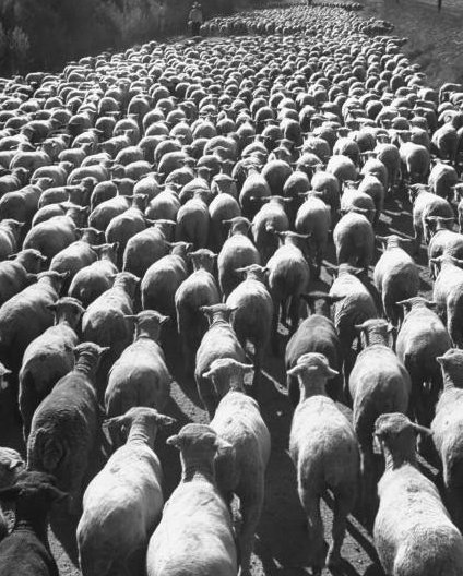 A black and white photo of a herd of sheep with a hardwired sheepdog.