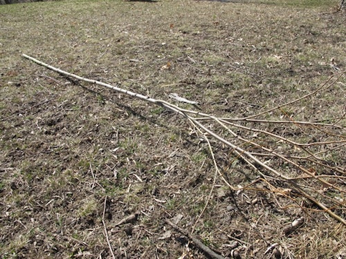 Vintage small willow sapling placed on earth.