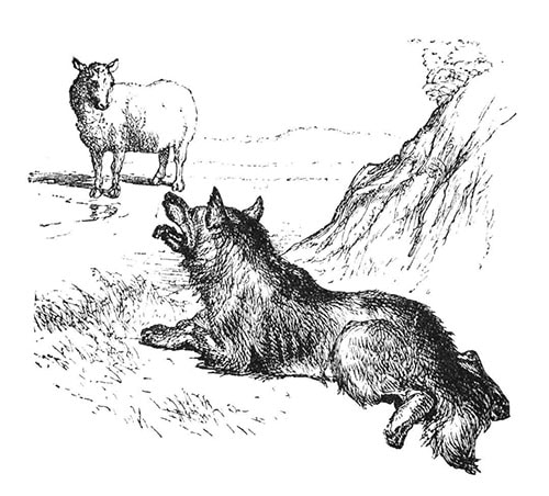 Illustration wolf lying on ground looking at sheep.