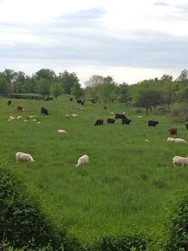 Animals grazing in the field.