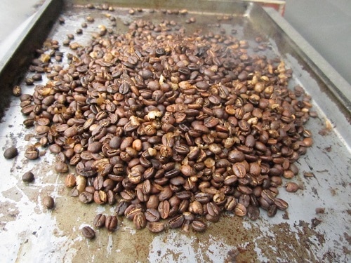 Fresh roasted coffee beans in cookie tray.