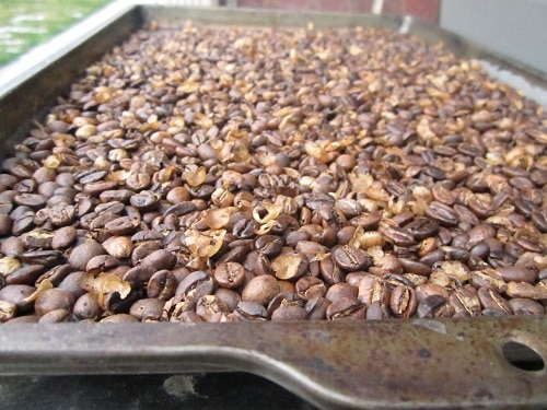 Vintage coffee beans turning brown.