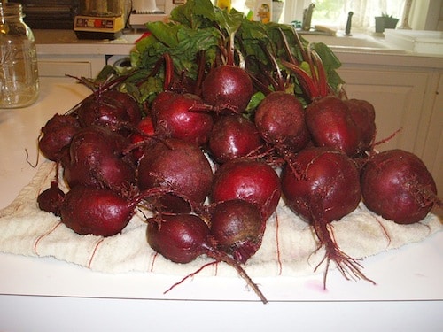 Pile of fresh picked red beets. 