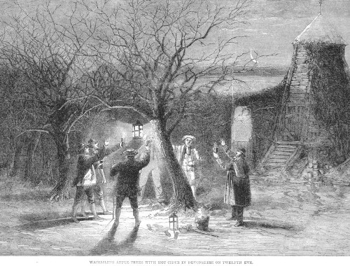 Wassail illustration english tradition. 