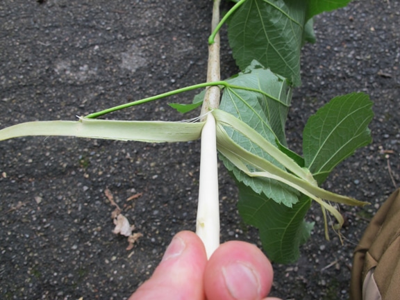 Man holding basswood cord in his hand and green leaves small stem..