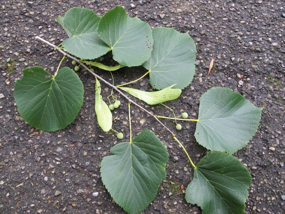 American basswood branch round green leaves small stem.