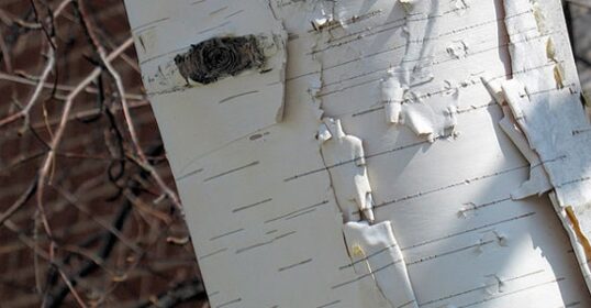 A close up of a white birch tree, showcasing its survivalist nature and the beauty of trees.