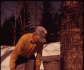 A Vermonter pouring maple syrup from a tree in the snow.