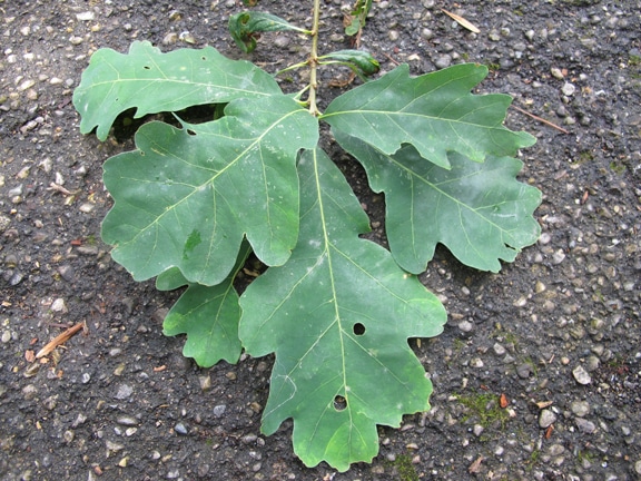White oak leaves small stem branch lobed leaf shape.