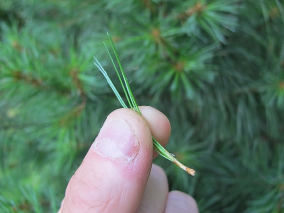 White pine needle close up photo.