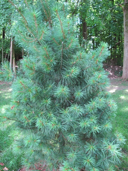 Small white pine recognize identify trees.