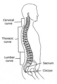 A diagram illustrating the spinal curves to help improve posture.