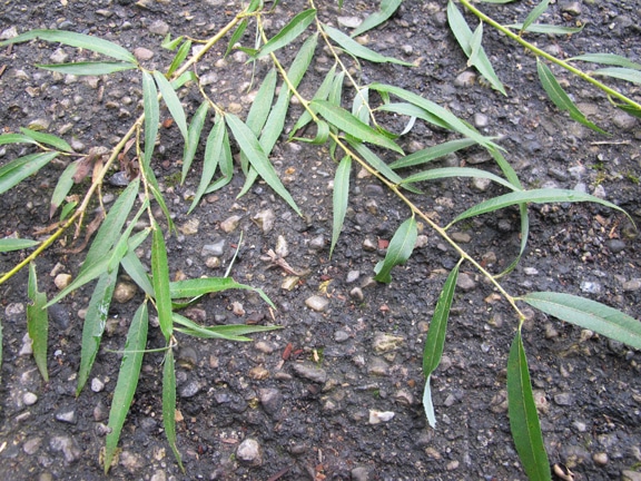 柳树叶茎薄叶识别树木。