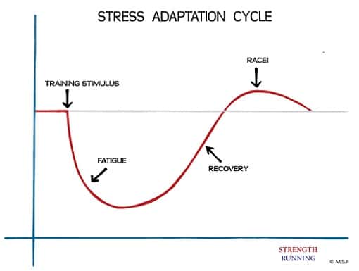 Stress adaptation cycle diagram.