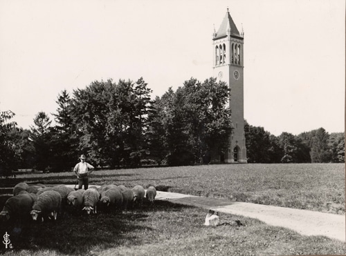 vintage iowa state university land grant farmer with sheep on grounds