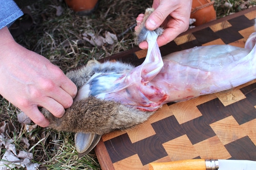 Man completely tearing the rabbit skin.