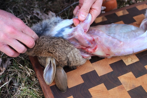 Man tearing the skin of rabbit legs.