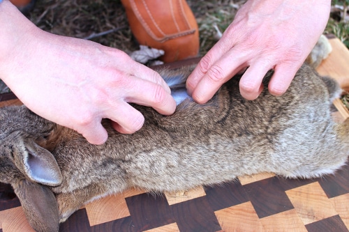 Man putting fingers into the rabbit skin. 