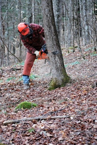 Man sawing down tree in forest with chainsaw.