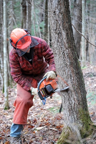 Man sawing down tree in forest with chainsaw.