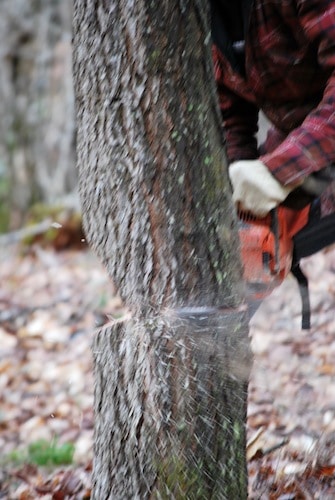 Man sawing down tree in forest with chainsaw close up action shot.