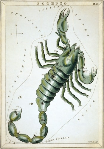 Scorpion representing zodiac sign.