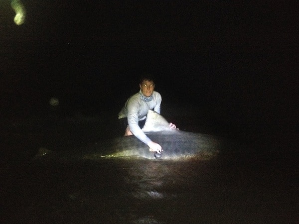 If you ever graduate to the big boys — see this blurry photo of a 12’3” tiger shark that Warren caught in Florida this summer — you’ll need even bigger hooks. This one was caught with a 20 aught hook.