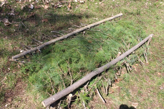 Survival shelter bed covering with pine saplings. 