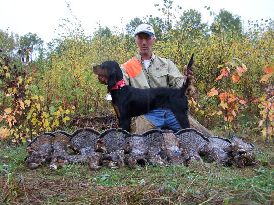 A gordon setter after a successful ruffed grouse hunt.
