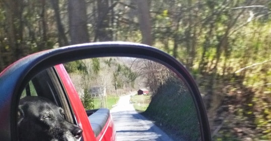 A black dog is staring out of the rear view mirror of a red truck.