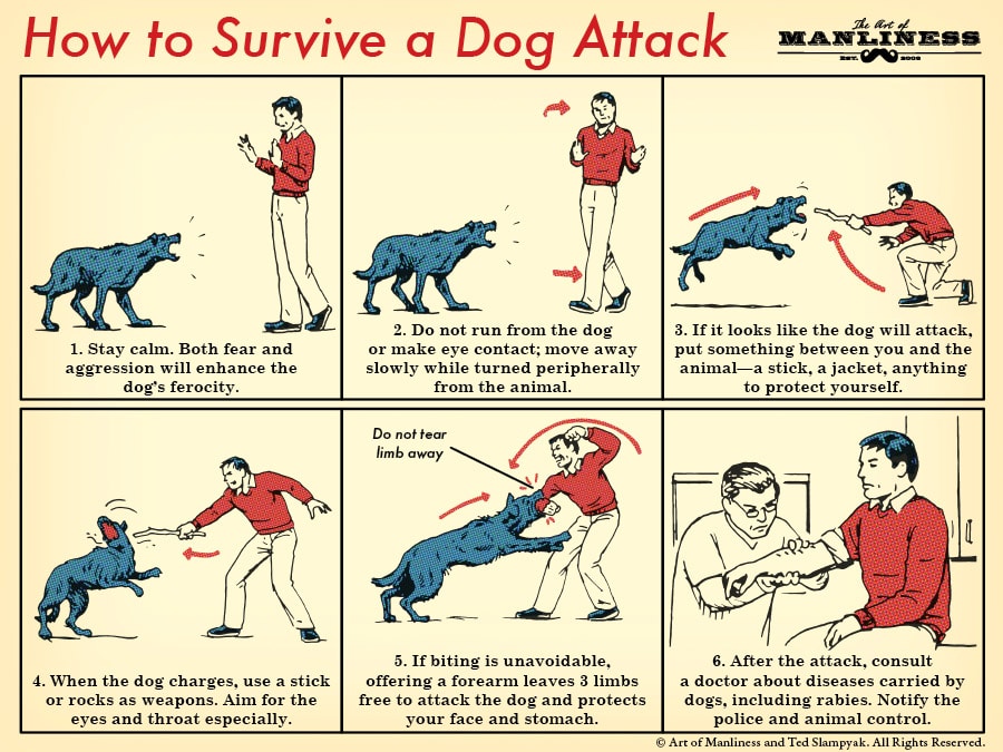 How to survive a dog attack illustration.