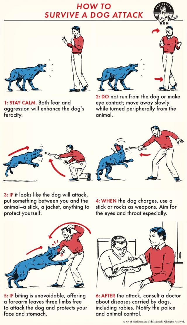 How to Survive a Dog Attack The Art of Manliness