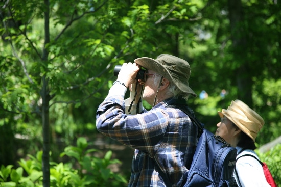 Older elderly man looking through binoculars birding.