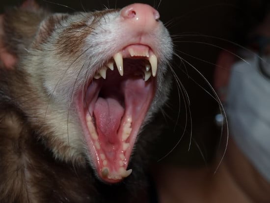 Man holding ferret hi-res stock photography and images - Alamy