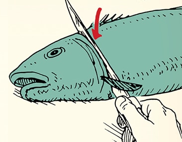 A hand holding a pen drawing a red check mark on top of a sketched fish to highlight the Skill of the Week: Fish Filleting.