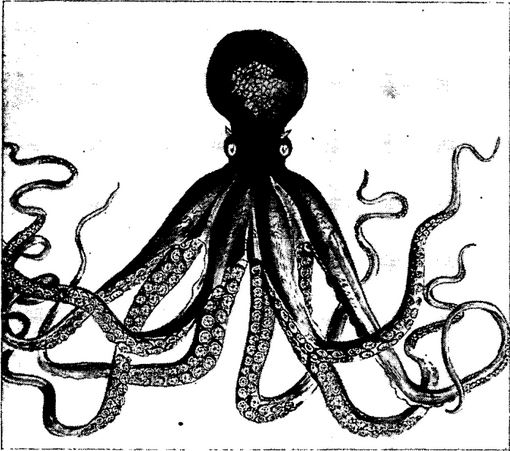 Octopus illustration.