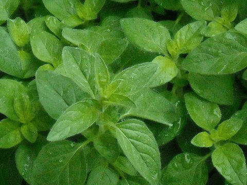 Oregano.