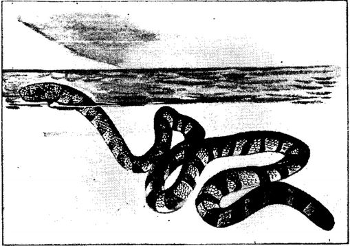 Sea Snake illustration.
