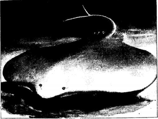 Sting Ray illustration.