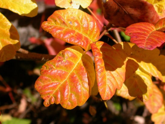 Foglie fresche di quercia avvelenata nella stagione autunnale.