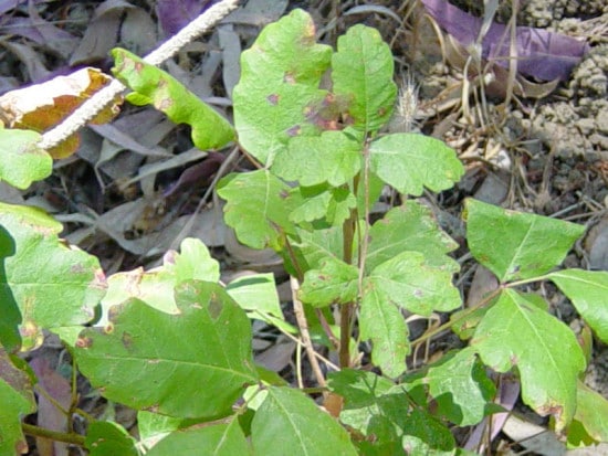 Foglie verdi di quercia velenosa fresca.