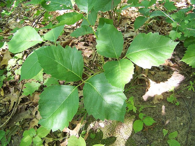 Poison Ivy dans le parc d'état de perrot.