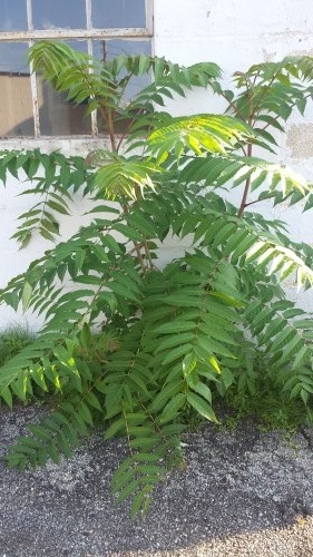 Poison sumac sapling tree in a house.