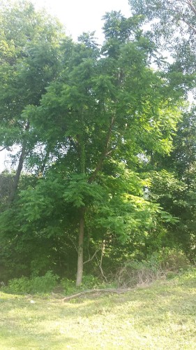 Tall poison sumac tree in forest.