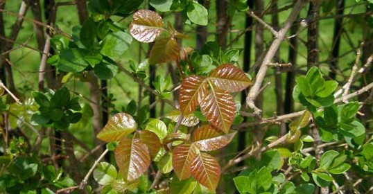 poison ivy red pointed leaves of three